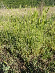 Camelina rumelica