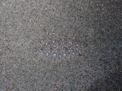 Arnoglossus