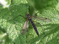 Nephrotoma pratensis