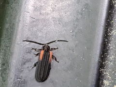 Greenarus thoracicus