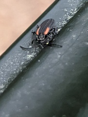 Greenarus thoracicus