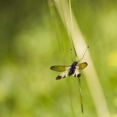 Libelloides ustulatus