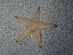 Astropecten jonstoni