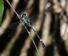 Heliogomphus scorpio