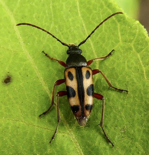 Six-spotted Long-horned Beetle