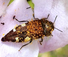 Acmaeodera prorsa