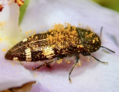 Acmaeodera prorsa