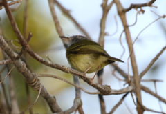 Oncostoma cinereigulare