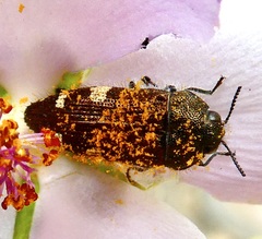Acmaeodera prorsa
