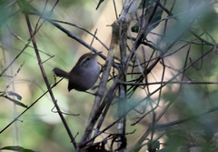 Uropsila leucogastra