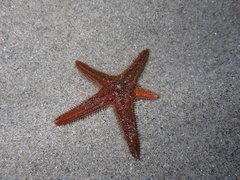 Astropecten spinulosus