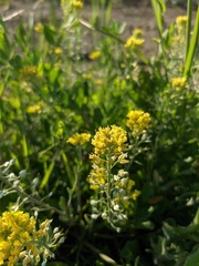 Alyssum trichostachyum