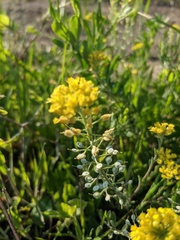 Alyssum trichostachyum