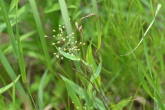 Dichanthelium implicatum