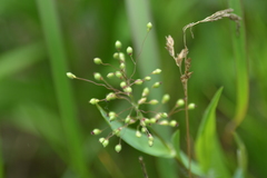 Dichanthelium implicatum