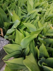 Convallaria majalis