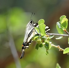 Papilio eurymedon