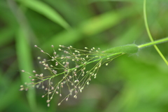 Dichanthelium praecocius