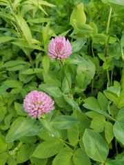 Trifolium pratense