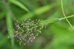 Dichanthelium praecocius