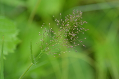 Dichanthelium praecocius