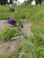 Anchusa officinalis