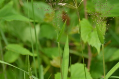 Dichanthelium praecocius