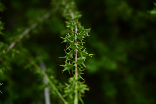 Crossopetalum pungens (Crossopetalum pungens)