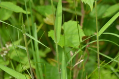 Dichanthelium praecocius