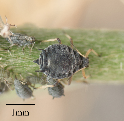 Laburnum aphid
