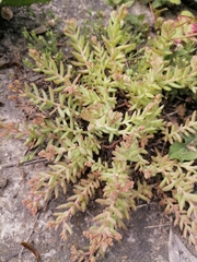 Sedum pallidum