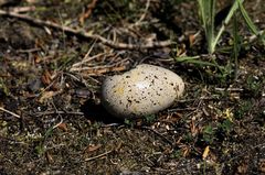 Acrocephalus arundinaceus