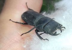 Dorcus parallelipipedus