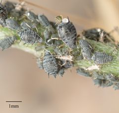 Aphis cytisorum