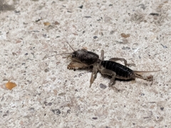 Neoscapteriscus borellii