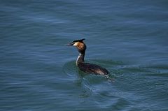 Podiceps cristatus