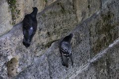 Columba livia domestica