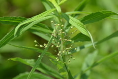 Dichanthelium praecocius