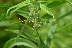 Dichanthelium praecocius