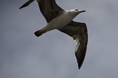 Larus michahellis