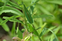 Dichanthelium praecocius