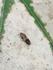 Horistonotus curiatus