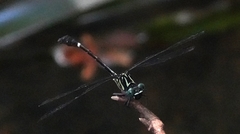 Heliogomphus scorpio