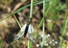 Libelloides lacteus