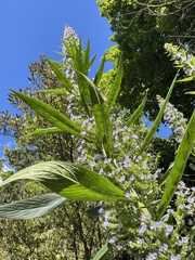 Echium pininana