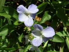 Viola stagnina
