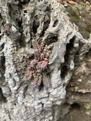 Sedum dasyphyllum