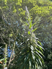 Echium pininana