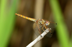 Trithemis kirbyi