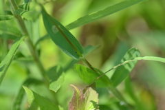 Dichanthelium praecocius